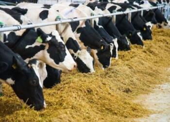 ZMO Başkanı: Daha kötü bir sezon geliyor