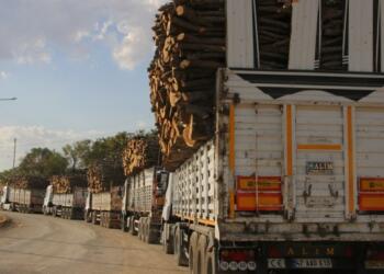 Şırnak’taki ağaç kıyımı ihalesi AKP ve MHP’lilere verildi