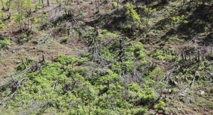 Şenyayla bölgesinde askeri üs için ağaç kıyımı