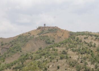 Besta’da ağaç kıyımı devam ediyor: Yaşamımız alanımız da yok ediliyor