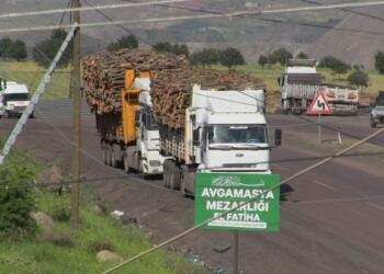 Cudi ve Besta’da ağaç kıyımı sürüyor