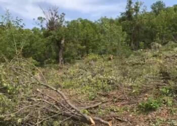 Besta’da ağaç kıyımı: Günde 300 ton ağaç kesiliyor