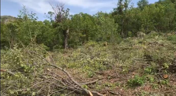 Besta’da ağaç kıyımı: Günde 300 ton ağaç kesiliyor