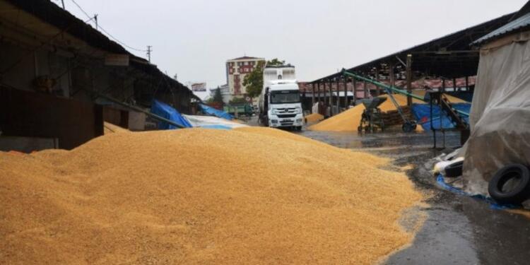 Hindistan buğday ihracatını yasakladı: Türkiye de etkilenecek