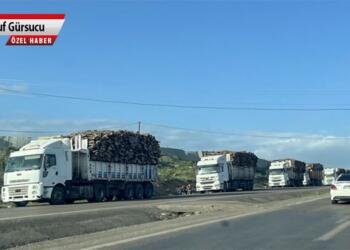 Şırnak’ta ormanlar yok ediliyor