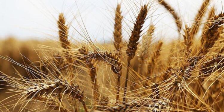 Bakanlığa göre buğdayda sorun yok!