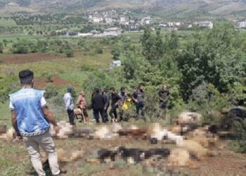 Hazro’da koyunlara yıldırım çarptı