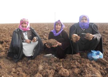 Urfa’da üretimi kuraklık ve zirai don vurdu: Afet ilan edilmeli