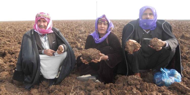 Urfa’da üretimi kuraklık ve zirai don vurdu: Afet ilan edilmeli