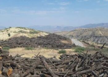 Şırnak’ta koruculara ağaç kıyımı yaptırdılar