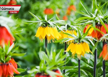 Endemik türleri yağmalama yasası Meclis’e geliyor!