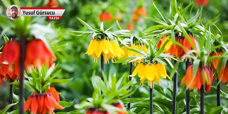 Endemik türleri yağmalama yasası Meclis’e geliyor!