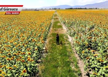 GDO’lu kanola mı, yoksa ayçiçeği mi?