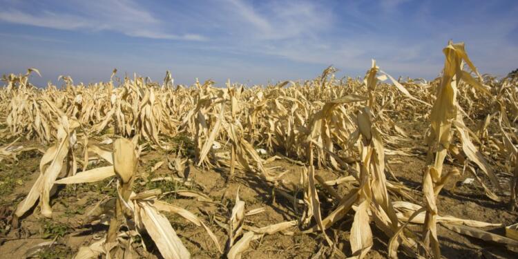 Türkiye’de zirai kuraklık büyüyor