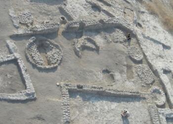 Zeytin, 7 bin yıl önce evcilleştirilmiş