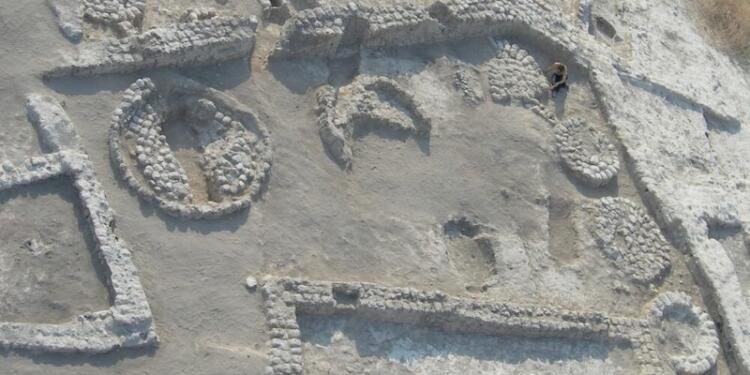 Zeytin, 7 bin yıl önce evcilleştirilmiş