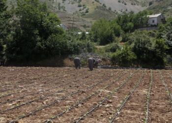 Amerikan tütünü yasal, Adıyaman tütünü kaçak!