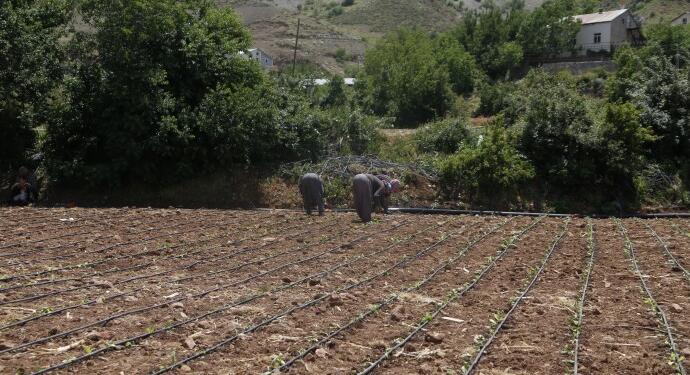 Amerikan tütünü yasal, Adıyaman tütünü kaçak!