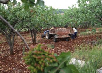 Pazarcık’ta genç kalmadı: 6 bin civarında kişi yurt dışına gitti