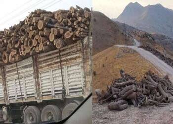 YNK’li Xeyas Surçi: Türkiye’nin ağaçları kesmesinin önü alınmalı