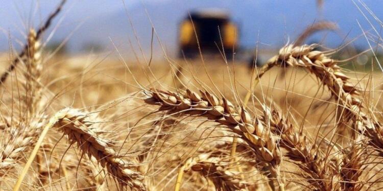 Açıklanan buğday alım fiyatına tepki: Çiftçilere bir darbe daha