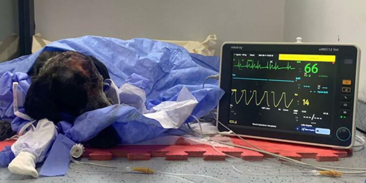 Duman’ı katletti: 2 yıl 6 hapis verildi