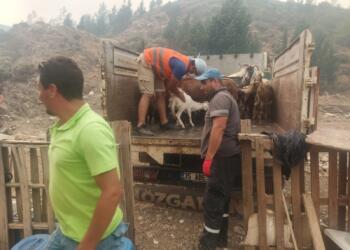 ‘4 bin 813 futbol sahası büyüklüğünde alan yandı’