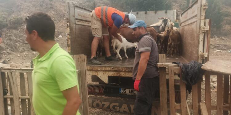 ‘4 bin 813 futbol sahası büyüklüğünde alan yandı’