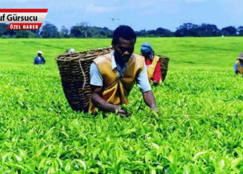 Çayı şirketlerin çıkarına bağlayan kanun!