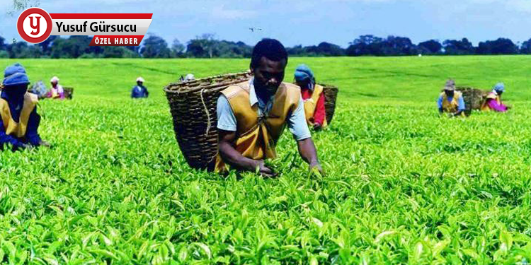 Çayı şirketlerin çıkarına bağlayan kanun!