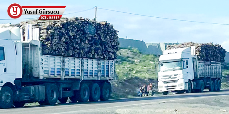 Ormanları yok ederek geleceğimizi gasp ediyorlar!
