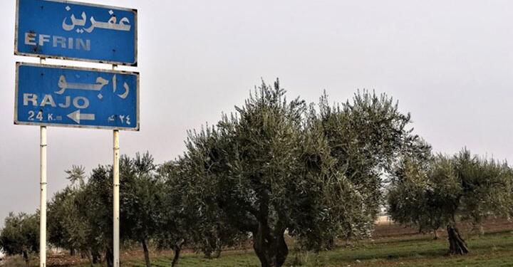 Raco’da zeytin ağacı katliamı