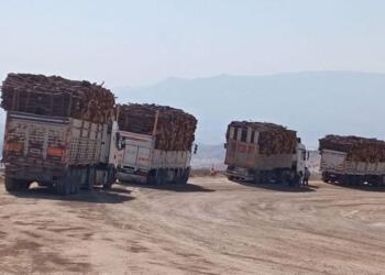 Şırnak’ta 7 ayda ormanların yüzde 8’i katledildi