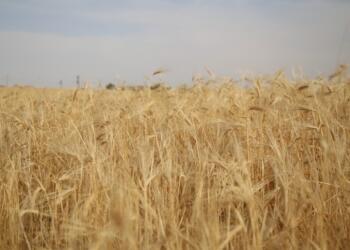 Çiftçilik ölüyor: Diyarbakır 1 milyon dekar arazi ekilmedi