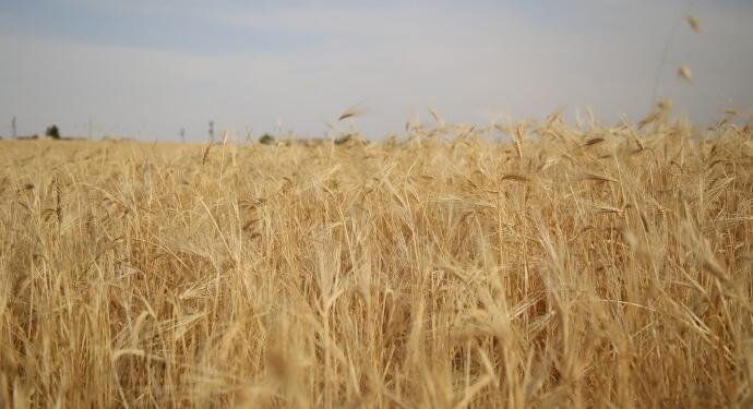 Çiftçilik ölüyor: Diyarbakır 1 milyon dekar arazi ekilmedi