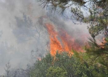 Muğla’da orman yangını