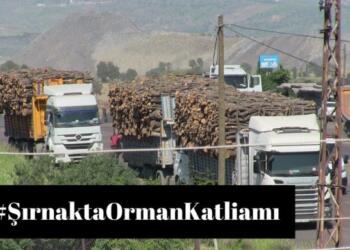Şırnak Barosu’ndan #ŞırnaktaOrmanKatliamı kampanyası