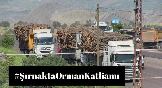 Şırnak Barosu’ndan #ŞırnaktaOrmanKatliamı kampanyası