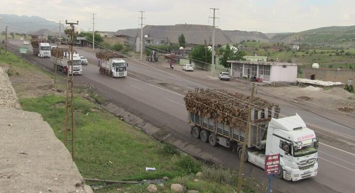 Şırnak’ta doğa katlediliyor: Çevre örgütleri sessiz