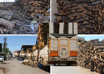 Şırnak’ta korucularca yağmalanan ormanlar Urfa’ya taşınıyor