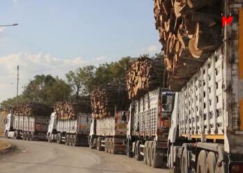 Ağaçlar nasıl bir güvenlik sorunu oluşturuyor?