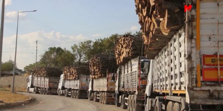 Ağaçlar nasıl bir güvenlik sorunu oluşturuyor?