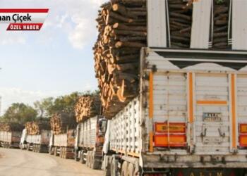 Ağaç kıyımına TEMA Vakfı da sessiz