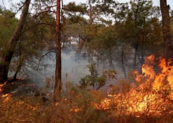Datça’da orman yangınında 700 hektar alan zarar gördü