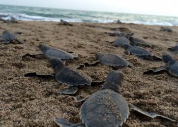 Deniz kaplumbağaları tehdit altında