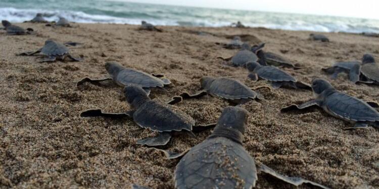 Deniz kaplumbağaları tehdit altında