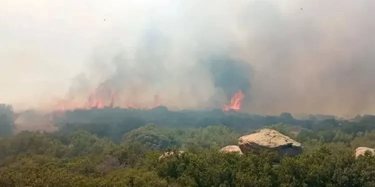 Ezine’de ormanlık alanda yangın çıktı