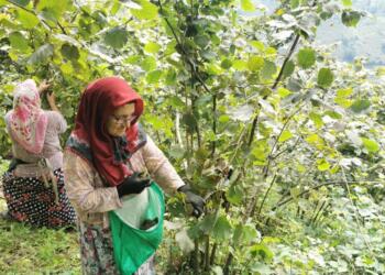 EMEP: Aynı senaryo, fındık tekellerinin ekmeğine yağ sürülüyor