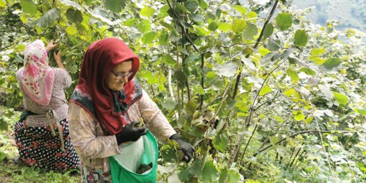 EMEP: Aynı senaryo, fındık tekellerinin ekmeğine yağ sürülüyor