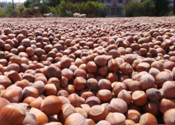 ÇİFTÇİ-SEN: Fındık üreticisi şirketler karşısında yoksulluktan açlığa itilmiştir